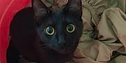 Lil Girl is registered to the contest to win money with this photo: animal, basket, black_cat, cat, comfortable, cozy, curious, cute, domestic, ears, fabric, fur, home, indoor, looking_up, pet, small, tail, whiskers, wide_eyes