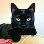 Lil Girl joined the competition — help win amazing prizes! animal, armrest, black_cat, cat, closeup, couch, cute, domestic_cat, feline, fur, green_eyes, house_pet, indoor, looking_at_camera, mammal, pet, portrait, relaxed, resting, whiskers