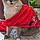 Chipie