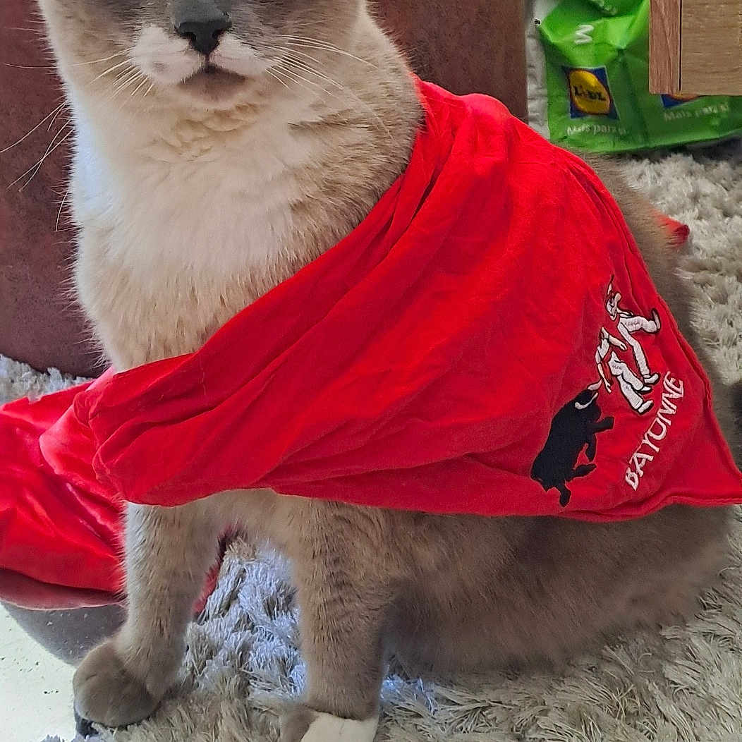Chipie participe au concours pour gagner de l'argent avec cette photo : animal, blue_eyes, cat, close_up, cozy, curious, cute, domestic, feline, fluffy, fur, home, indoor, paws, pet, portrait, red_cloth, rug, sitting, whiskers