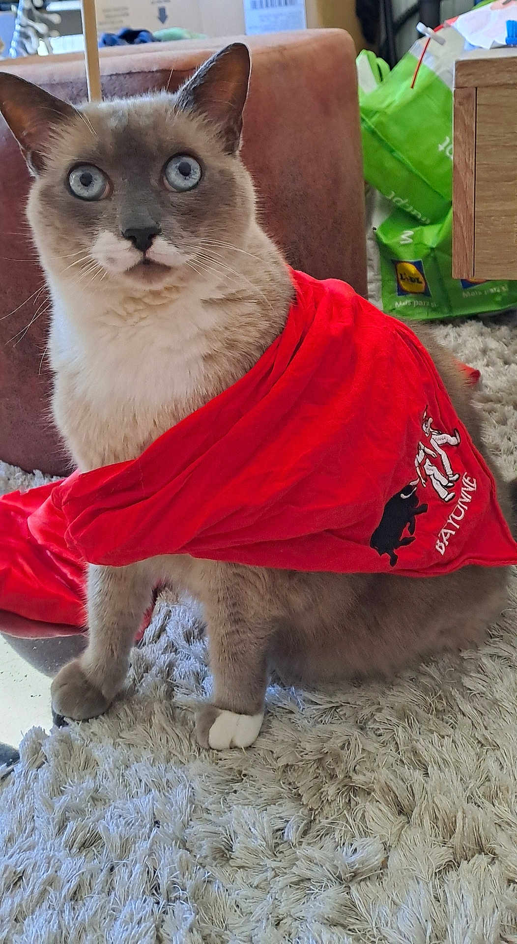 Chipie participe au concours pour gagner de l'argent avec cette photo : cat, blue_eyes, red_cloth, indoor, rug, fluffy, pet, animal, feline, sitting, curious, close_up, cozy, domestic, whiskers, paws, fur, home, cute, portrait