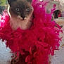 Chipie a rejoint le concours — aidez-le/la à gagner de superbes lots ! cat, siamese_cat, feather_boa, pink, pet, indoor, wooden_floor, window, sunlight, blue_eyes, fur, animal, cute, fluffy, domestic_animal, looking_away, sitting, cozy, household, decor