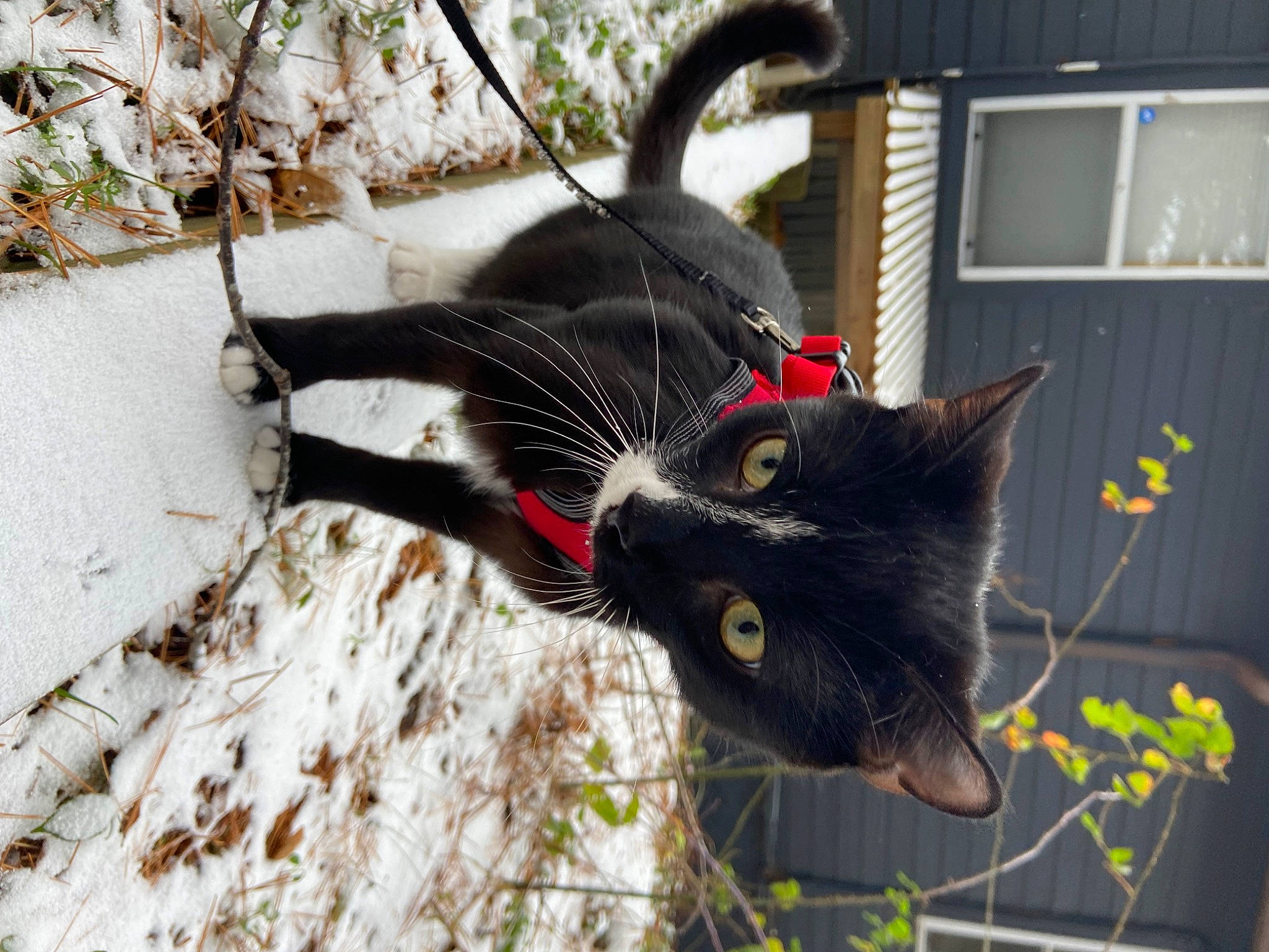 Charlie joined the competition — help win amazing prizes! black_cat, carnivore, cat, claw, collar, domestic_short_haired_cat, felidae, fur, grass, houseplant, plant, small_to_medium_sized_cats, snout, tail, tree, twig, whiskers, window, winter, wood
