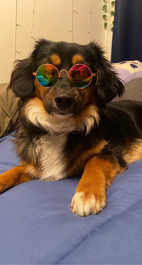 Koda joined the competition — help win amazing prizes! canidae, carnivore, companion_dog, dog, dog_breed, dog_supply, ear, eyewear, fawn, fur, goggles, paw, personal_protective_equipment, snout, sporting_group, sunglasses, toy_dog, whiskers, working_animal, working_dog