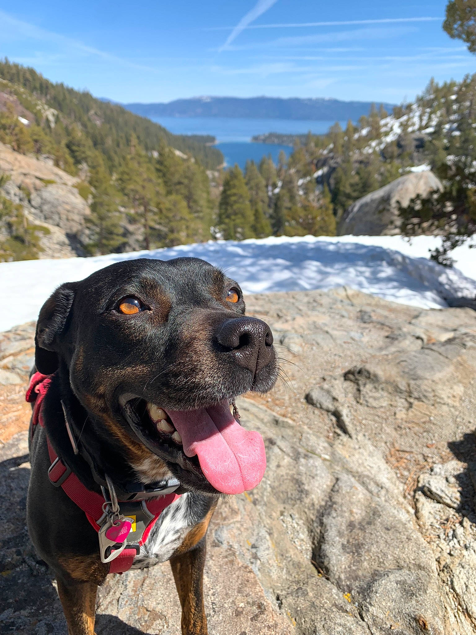 Piper is registered to the contest to win money with this photo: adventure, carnivore, cloud, collar, dog, dog_breed, dog_collar, fawn, landscape, leisure, mountain, mountain_range, mountainous_landforms, outdoor_recreation, plant, recreation, sky, sporting_group, tree, working_animal