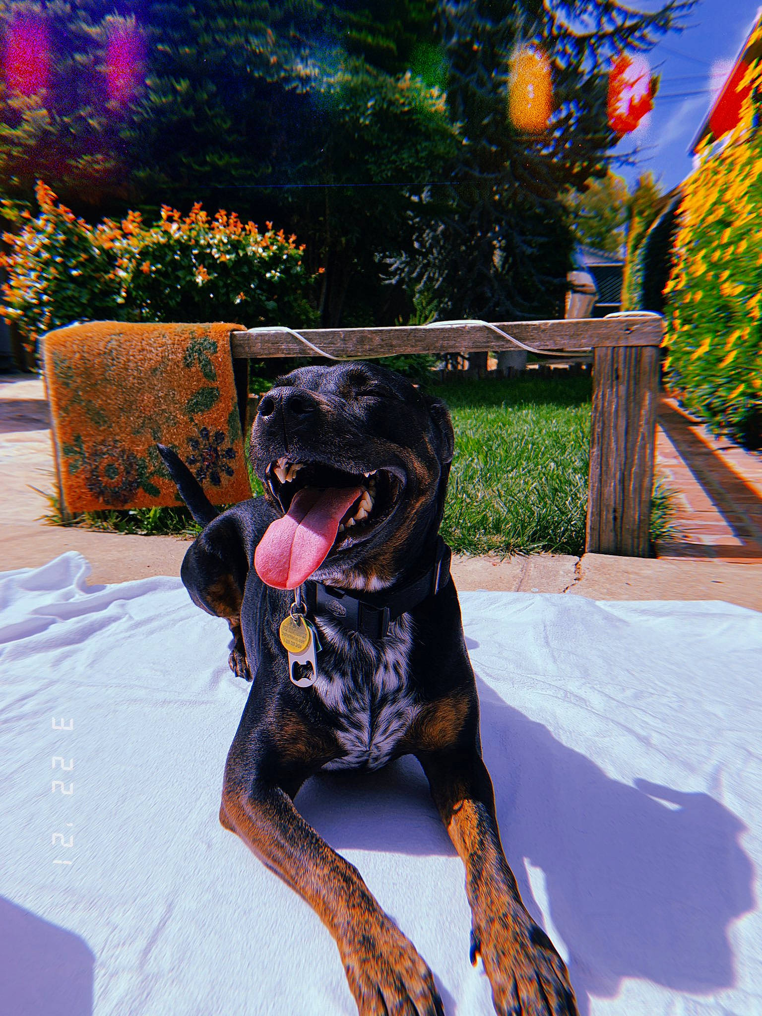 Piper joined the competition — help win amazing prizes! canidae, carmine, carnivore, collar, companion_dog, dog, dog_breed, dog_collar, dog_supply, fawn, grass, guard_dog, pet_supply, plant, purple, snout, sporting_group, tail, tree, working_animal