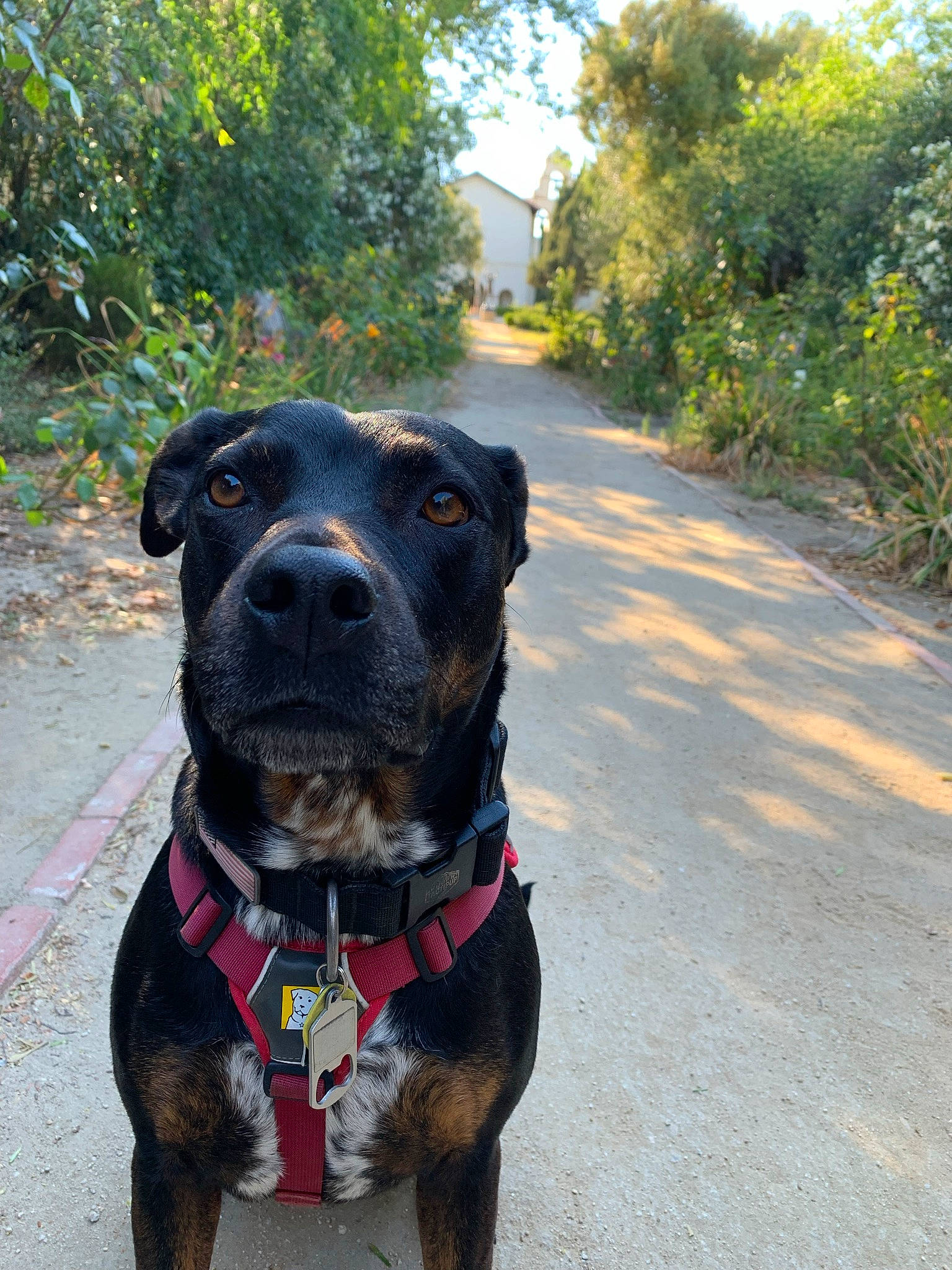 Piper is registered to the contest to win money with this photo: canidae, carnivore, collar, companion_dog, dog, dog_breed, dog_collar, dog_supply, electric_blue, fashion_accessory, fawn, leash, personal_protective_equipment, pet_supply, plant, snout, sporting_group, tree, working_animal, yellow