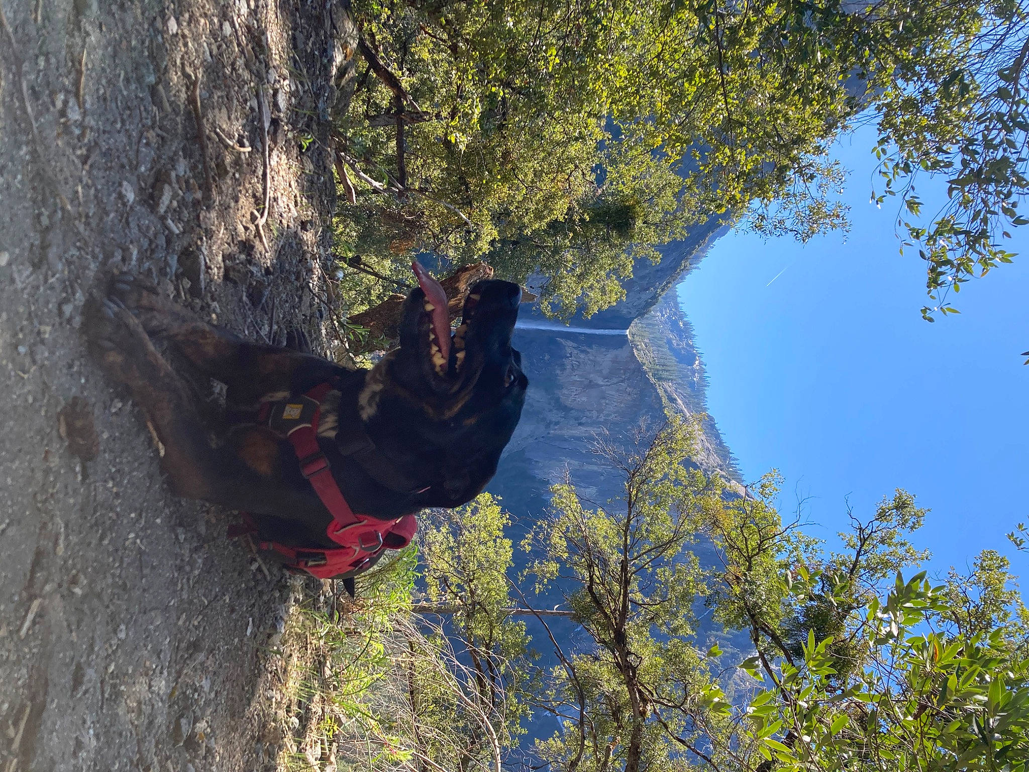 Piper joined the competition — help win amazing prizes! azure, biome, branch, electric_blue, forest, formation, fun, grass, leisure, natural_landscape, people_in_nature, plant, recreation, rock_climbing_equipment, sky, tree, trunk, vegetation, vertebrate, wood