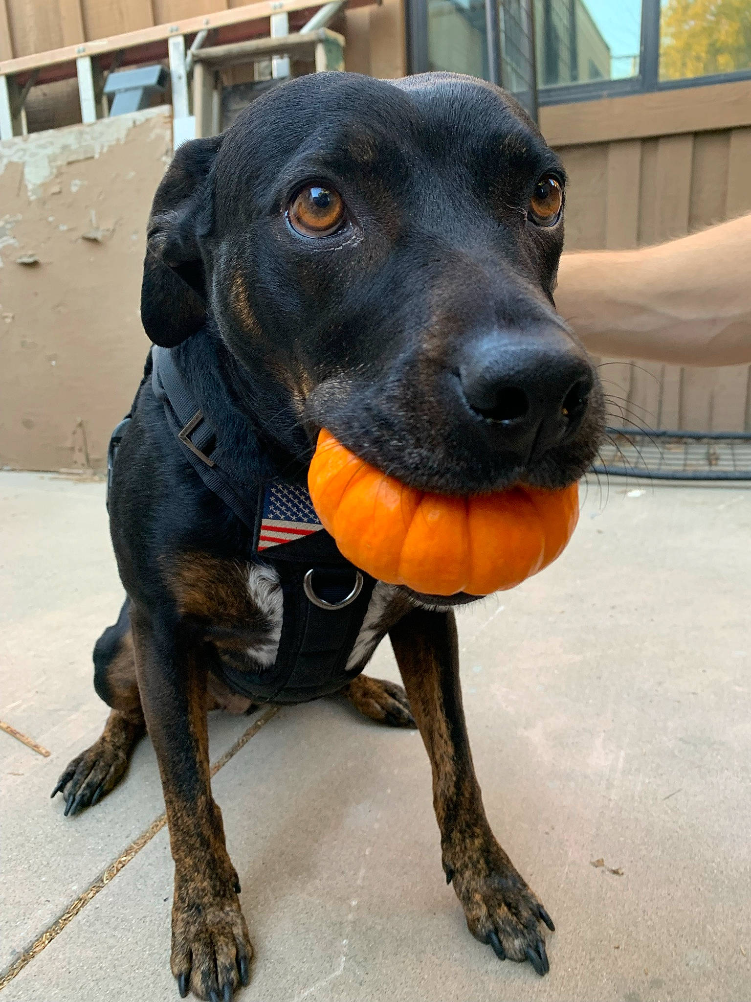 Piper joined the competition — help win amazing prizes! borador, canidae, carnivore, collar, companion_dog, dog, dog_breed, dog_collar, dog_supply, fawn, fur, hound, liver, personal_protective_equipment, pet_supply, retriever, snout, sporting_group, whiskers, working_animal