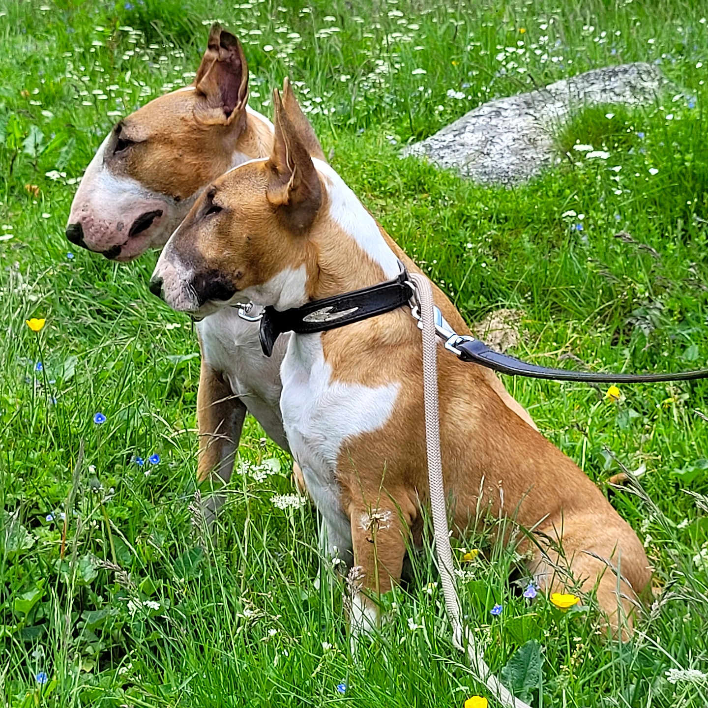 Ozzy Et Una a rejoint le concours — aidez-le/la à gagner de superbes lots ! accessories, animal, bulldog, canine, dog, field, flower, grass, grassland, herbal, herbs, hound, leash, nature, outdoors, pet, plant, rock, strap, vegetation