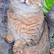 Archie joined the competition — help win amazing prizes! adorable, animal, cat, closeup, curious, cute, fluffy, fur, greenery, mammal, nature, outdoor, pet, plant, scottish_fold, small_paws, tabby, tree, whiskers, wide_eyes