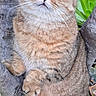 adorable, animal, cat, closeup, curious, cute, fluffy, fur, greenery, mammal, nature, outdoor, pet, plant, scottish_fold, small_paws, tabby, tree, whiskers, wide_eyes