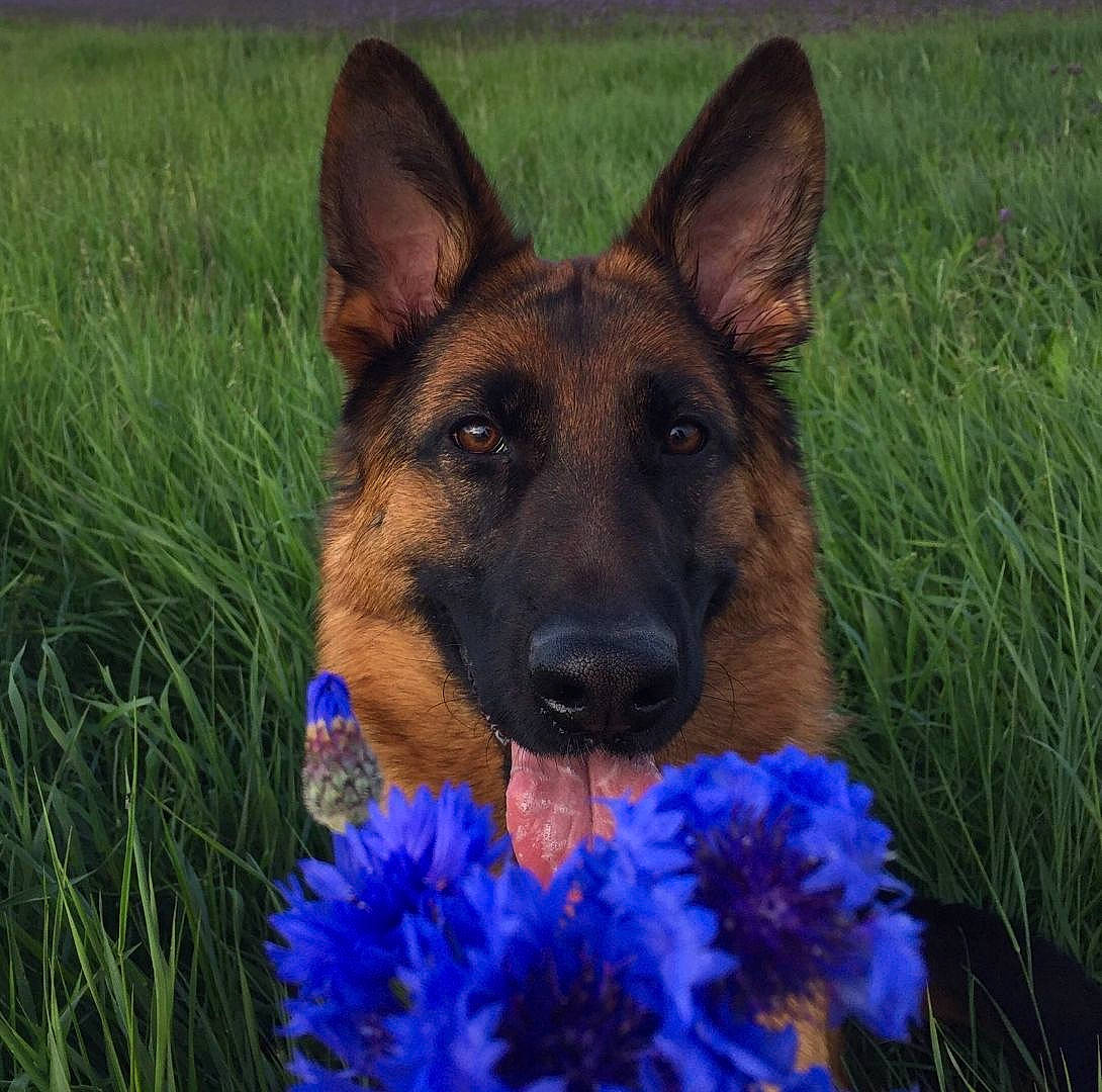 Olivia a rejoint le concours — aidez-le/la à gagner de superbes lots ! belgian_shepherd, belgian_shepherd_malinois, bohemian_shepherd, canidae, carnivore, dog, dog_breed, east_european_shepherd, flower, german_shepherd_dog, grass, king_shepherd, kunming_wolfdog, mammal, old_german_shepherd_dog, plant, shiloh_shepherd_dog, snout, tervuren, vertebrate