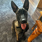 Buffy joined the competition — help win amazing prizes! dog, canine, pet, indoor, carpet, floor, table, wood, tongue_out, ears, collar, brown, black, animal, looking_up, happy, sitting, fur, domestic, household