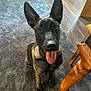 dog, canine, pet, indoor, carpet, floor, table, wood, tongue_out, ears, collar, brown, black, animal, looking_up, happy, sitting, fur, domestic, household