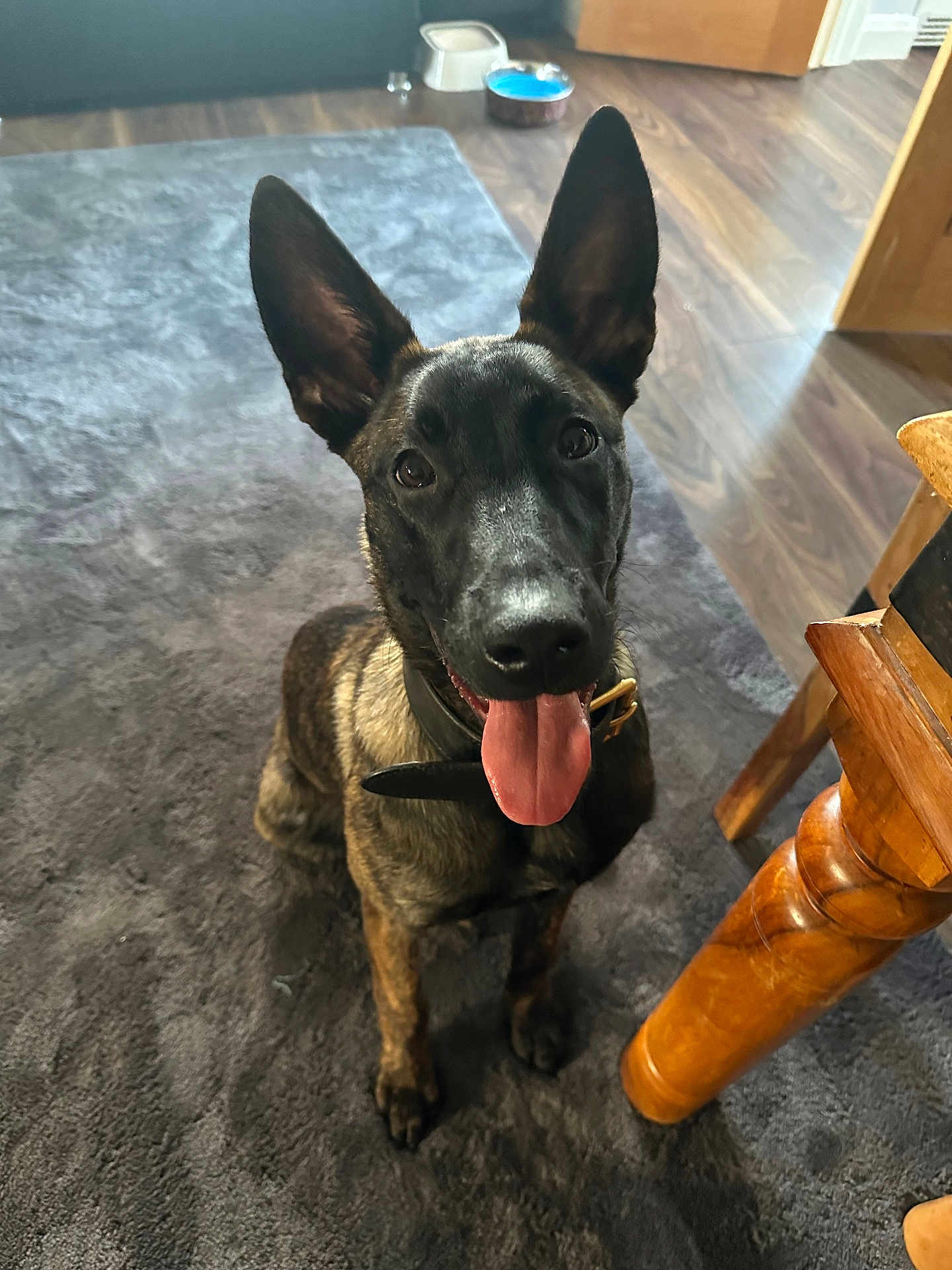 Buffy joined the competition — help win amazing prizes! dog, canine, pet, indoor, carpet, floor, table, wood, tongue_out, ears, collar, brown, black, animal, looking_up, happy, sitting, fur, domestic, household