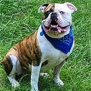 Roscoe joined the competition — help win amazing prizes! animal, bandana, blue_eyes, bulldog, canine, closeup, cute, dog, domestic_animal, friendly, fur, grass, happy, mammal, nature, outdoor, pet, portrait, sitting, smiling