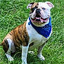 animal, bandana, blue_eyes, bulldog, canine, closeup, cute, dog, domestic_animal, friendly, fur, grass, happy, mammal, nature, outdoor, pet, portrait, sitting, smiling