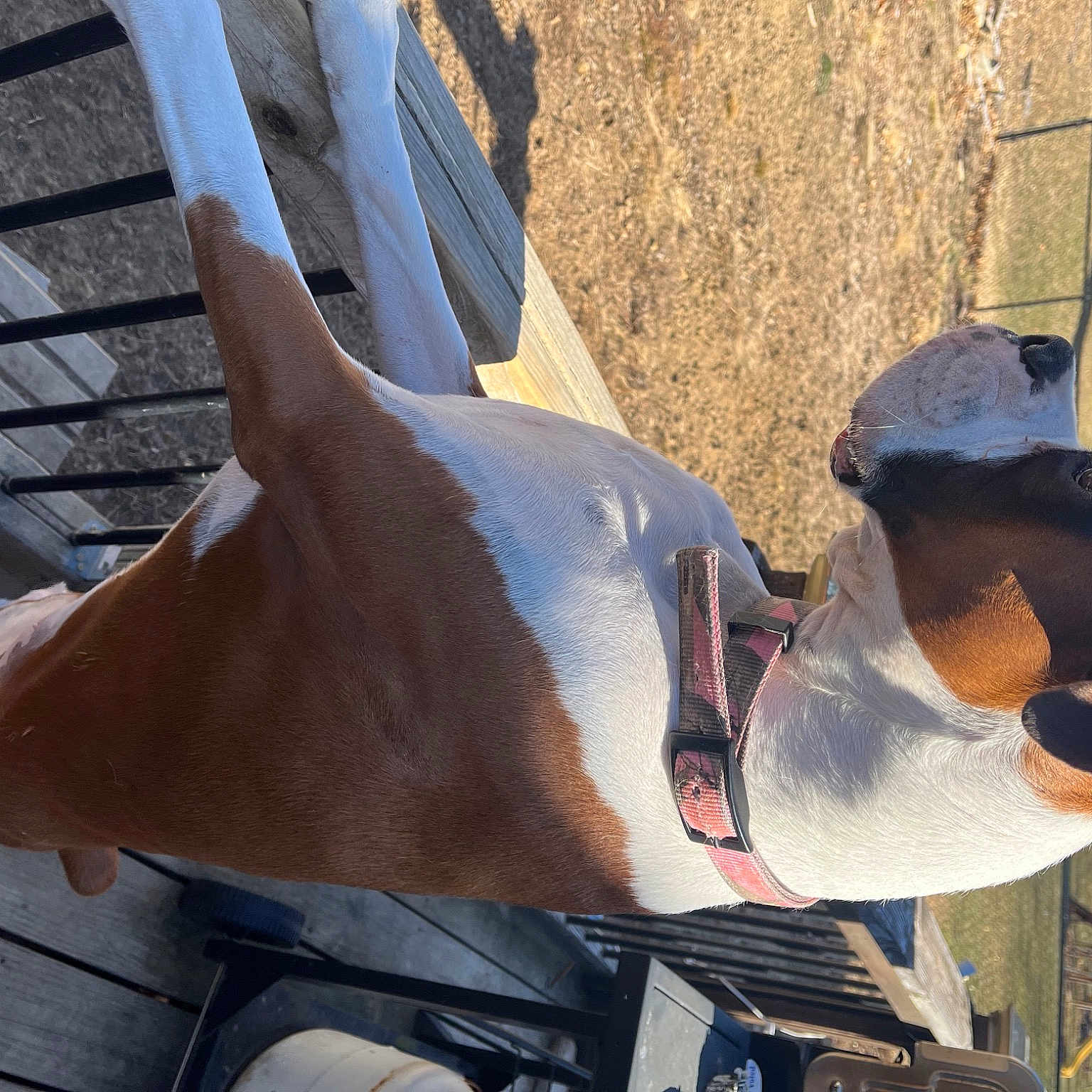 Hannah Jo Krauss is registered to the contest to win money with this photo: art, carmine, elbow, eyewear, fawn, fun, gesture, hat, jaw, metal, sculpture, snout, sunglasses, wood