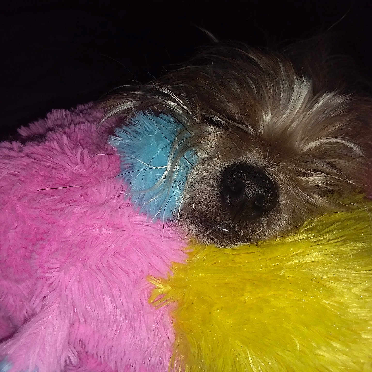 Leon joined the competition — help win amazing prizes! canidae, carnivore, chinese_imperial_dog, companion_dog, dog, dog_breed, dog_clothes, fur, morkie, puppy, schnoodle, shih_tzu, terrier, toy_dog