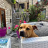animal, courtyard, daylight, dog, door, flower_pot, furniture, garden, greenery, outdoor, pet, pink_flower, plant, portrait, relaxed, sofa, stone_wall, summer, wicker, window
