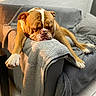 Naya participe au concours pour gagner de l'argent avec cette photo : animal, blanket, blanket_drape, bulldog, canine, comfortable, couch, cozy, dog, fur, furniture, home, indoor, lazy, paw, pet, relaxed, resting, sleeping, tongue_out