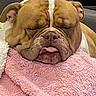 Naya a rejoint le concours — aidez-le/la à gagner de superbes lots ! animal, blanket, bulldog, couch, cozy, cute, dog, ears, fur, gray_wall, home, indoor, pet, pink_blanket, relaxed, resting, sleeping, snout, texture, tongue_out