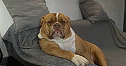 Naya a rejoint le concours — aidez-le/la à gagner de superbes lots ! animal, blanket, brown, bulldog, canine, comfortable, couch, dog, domestic, furniture, home, indoor, laying, living_room, pet, pillows, portrait, relaxed, resting, white