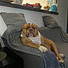 animal, blanket, brown, bulldog, canine, comfortable, couch, dog, domestic, furniture, home, indoor, laying, living_room, pet, pillows, portrait, relaxed, resting, white