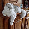 animal, cat, cozy, fluffy, furniture, green_eyes, home, indoors, long_hair, lying_down, paws, persian_cat, pet, portrait, serious_expression, silver, sitting, tail, white, wooden_cabinet