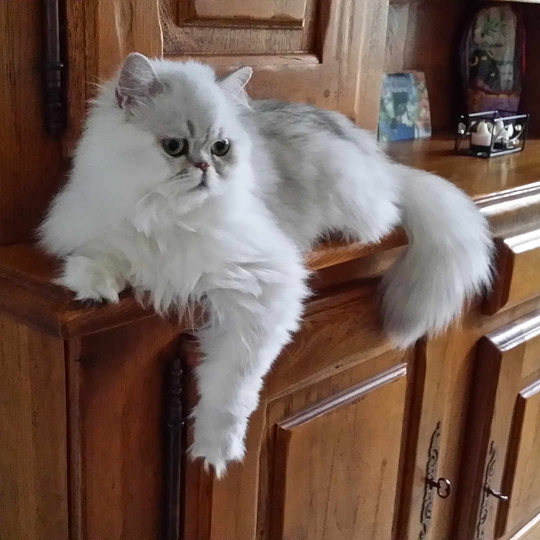 Hélios a rejoint le concours — aidez-le/la à gagner de superbes lots ! animal, cat, cozy, fluffy, furniture, green_eyes, home, indoors, long_hair, lying_down, paws, persian_cat, pet, portrait, serious_expression, silver, sitting, tail, white, wooden_cabinet