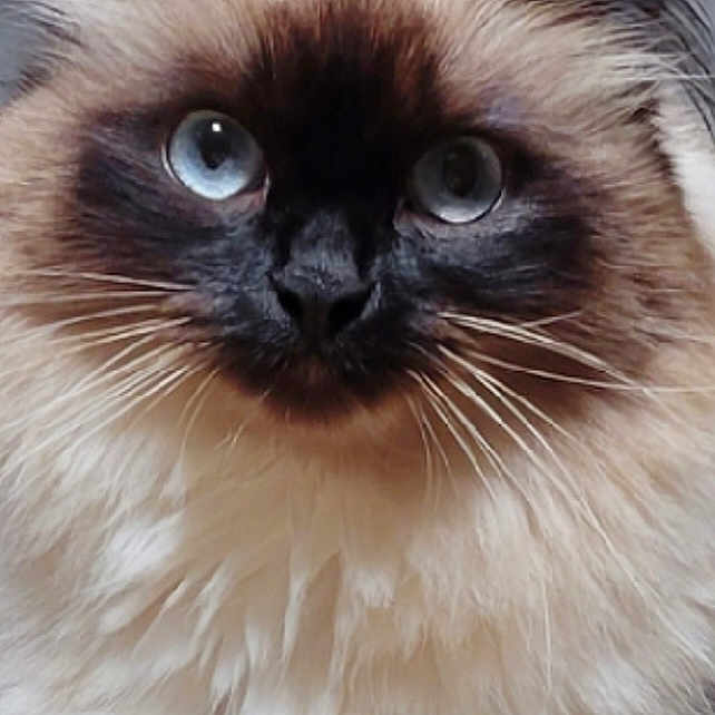 Betty Boop is registered to the contest to win money with this photo: animal, blue_eyes, cat, close_up, curious, cute, dark_mask, domestic_cat, face, feline, fluffy, furry, indoor, long_whiskers, looking_at_camera, mammal, pet, portrait, soft_fur, whiskers