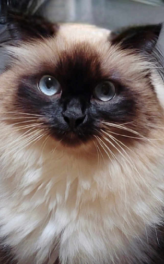 Betty Boop is registered to the contest to win money with this photo: cat, fluffy, blue_eyes, close_up, whiskers, furry, pet, animal, face, domestic_cat, portrait, curious, indoor, soft_fur, mammal, cute, feline, looking_at_camera, long_whiskers, dark_mask