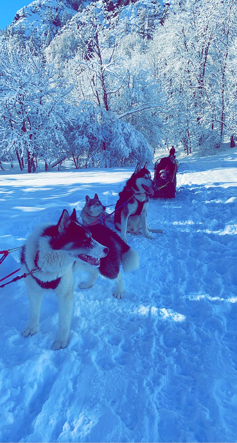 Nouliak participe au concours pour gagner de l'argent avec cette photo : canidae, dog_breed, electric_blue, freezing, frost, fun, geological_phenomenon, glacial_landform, ice_cap, leisure, pack_animal, recreation, sled, slope, snow, sporting_group, sports, tree, winter, winter_sport