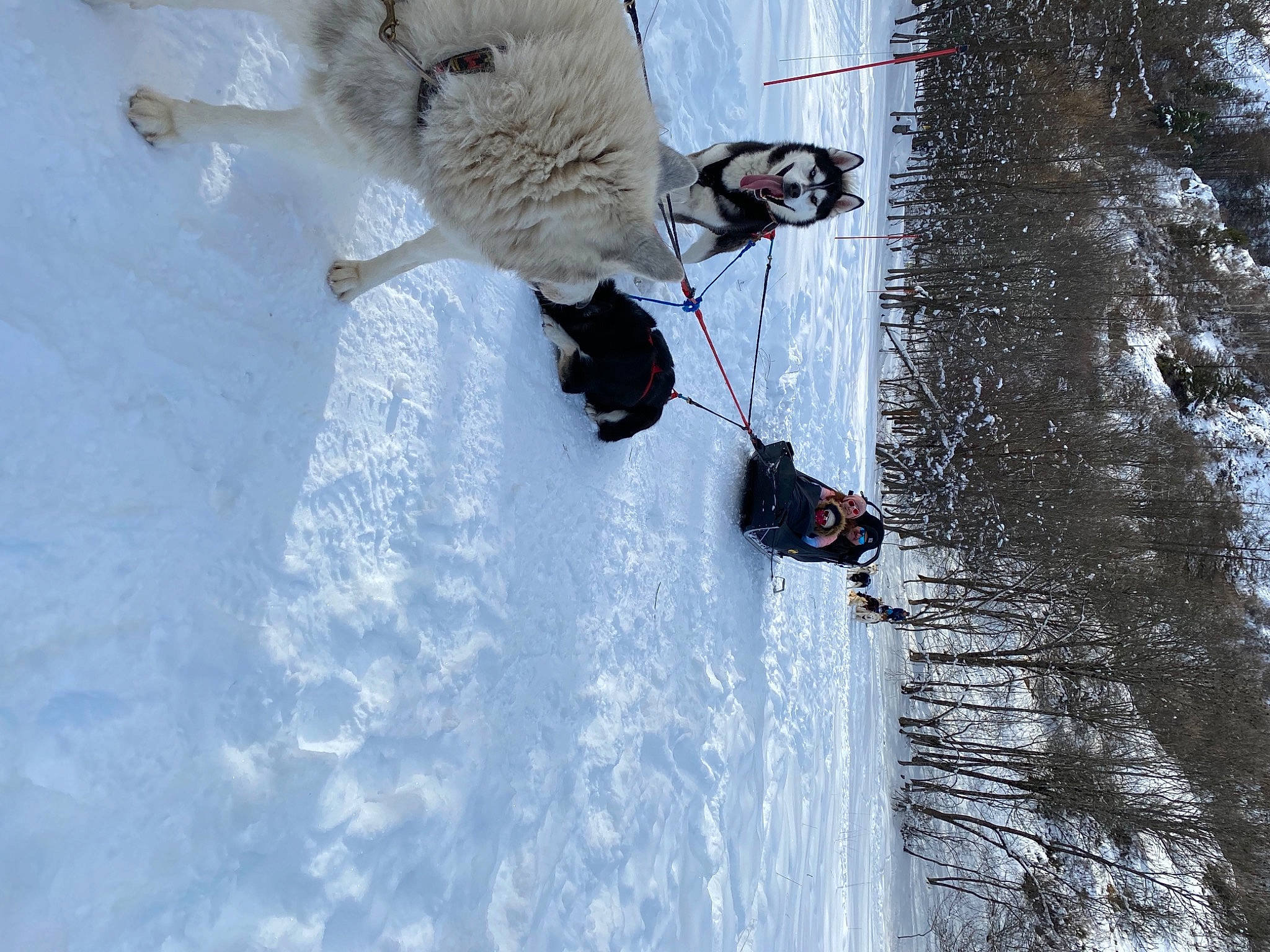 Nouliak a rejoint le concours — aidez-le/la à gagner de superbes lots ! adventure, extreme_sport, freezing, frost, fun, fur, glacial_landform, ice_cap, mountaineer, plant, recreation, slope, snow, sport_climbing, tree, twig, water, winter, winter_sport, wire