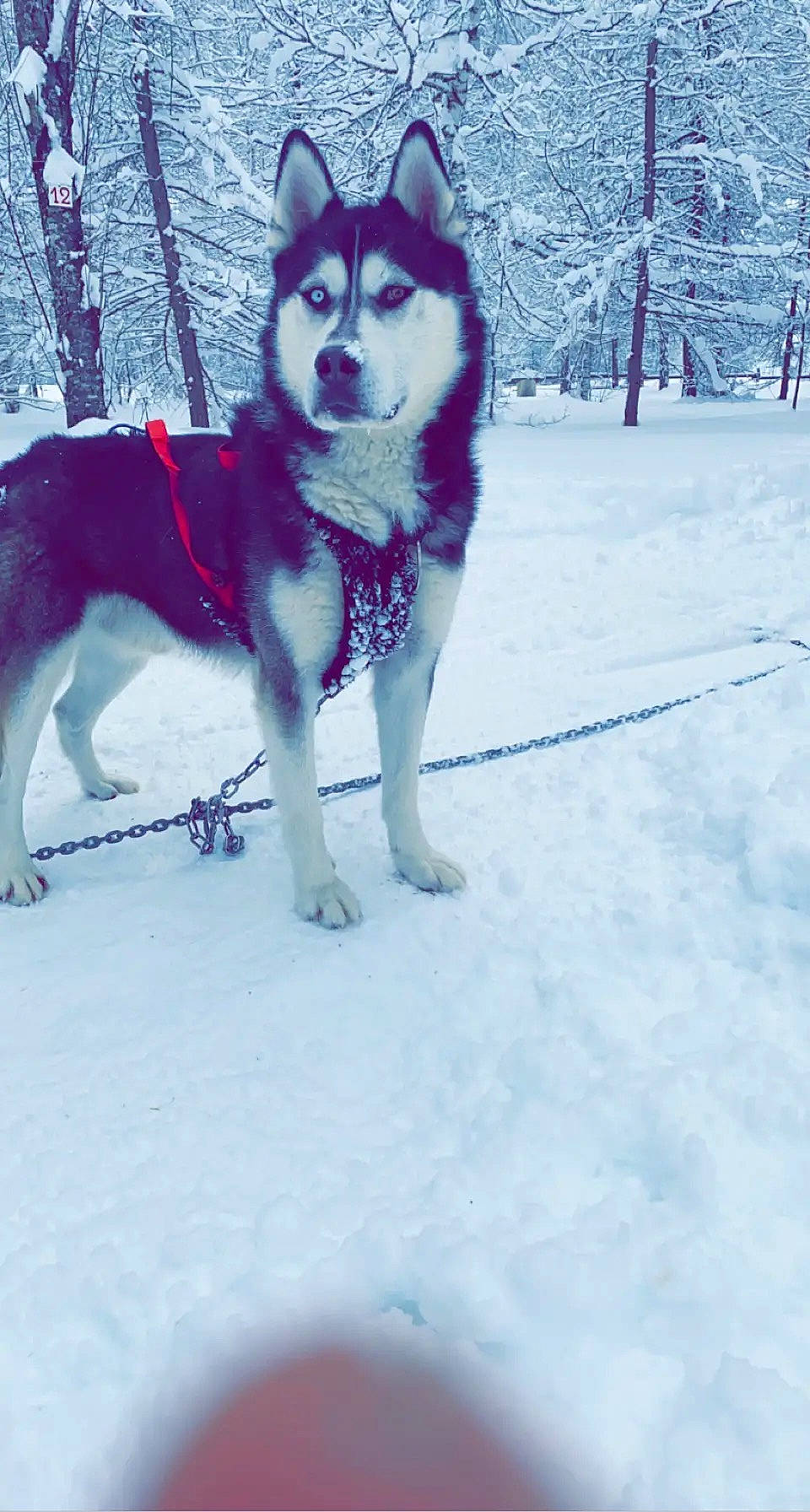 Nouliak participe au concours pour gagner de l'argent avec cette photo : canidae, canis, carnivore, companion_dog, dog, dog_breed, dog_supply, electric_blue, freezing, fur, mammal, siberian_husky, sled_dog, snout, snow, sporting_group, tail, tree, vertebrate, winter