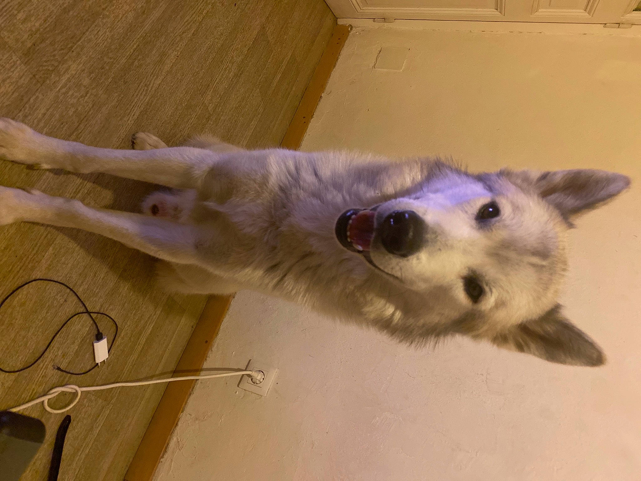 Omax participe au concours pour gagner de l'argent avec cette photo : canidae, carnivore, companion_dog, dog, dog_breed, ear, eyelash, fawn, felidae, flooring, fur, head, paw, small_to_medium_sized_cats, snout, sporting_group, tail, whiskers, wood, working_animal