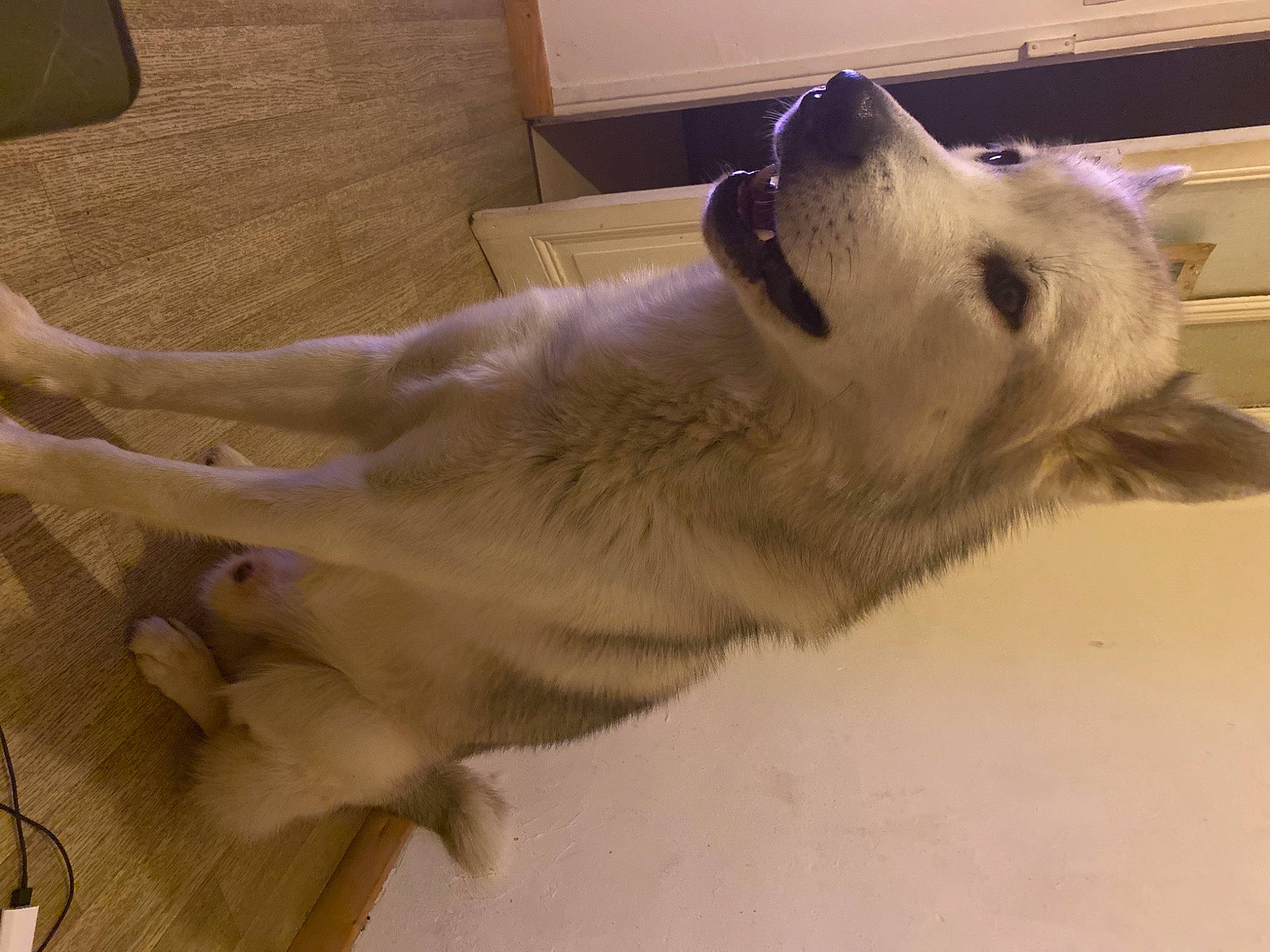 Omax a rejoint le concours — aidez-le/la à gagner de superbes lots ! box, canidae, carnivore, companion_dog, dog, dog_breed, fawn, flooring, fur, hardwood, non_sporting_group, paw, snout, spitz, sporting_group, tail, volpino_italiano, wood, working_animal, working_dog