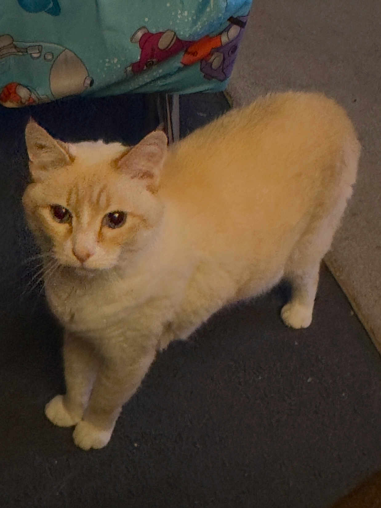 Gracie joined the competition — help win amazing prizes! cat, cream_colored, pet, animal, indoor, carpet, curious, feline, soft_fur, standing, looking, cozy, patterned_fabric, colorful, domestic_cat, whiskers, ears, four_legs, tail, close_up