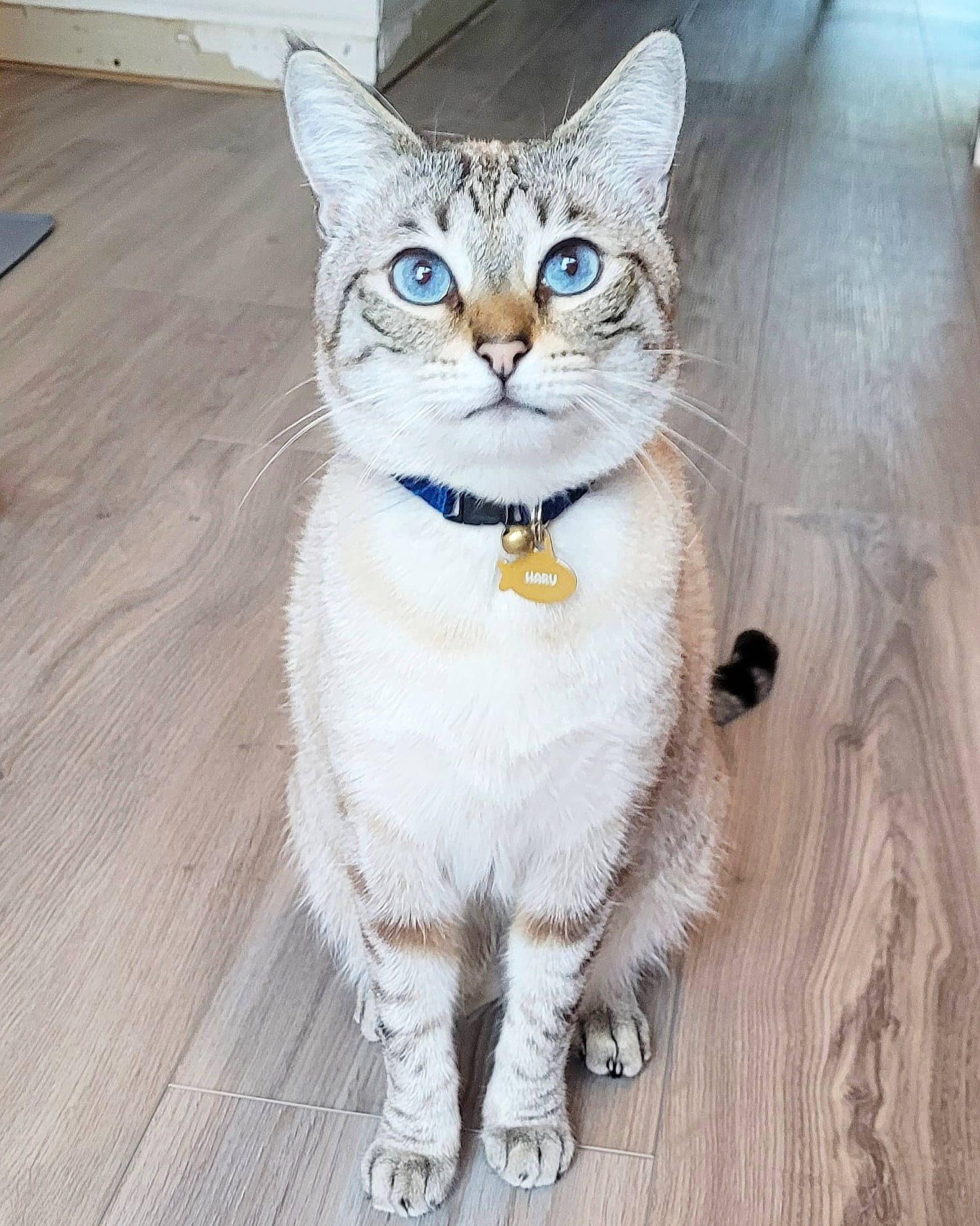 Haru joined the competition — help win amazing prizes! carnivore, cat, collar, domestic_short_haired_cat, door, fawn, felidae, flooring, foot, fur, hardwood, leg, paw, sitting, small_to_medium_sized_cats, snout, tail, whiskers, wood, wood_flooring