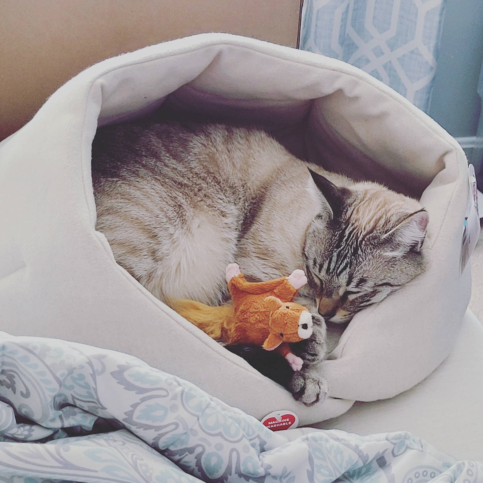 Haru is registered to the contest to win money with this photo: bag, bed, carnivore, cat, cat_bed, cat_supply, comfort, fawn, felidae, fur, grey, linens, luggage_and_bags, mammal, small_to_medium_sized_cats, snout, tail, textile, vertebrate, whiskers