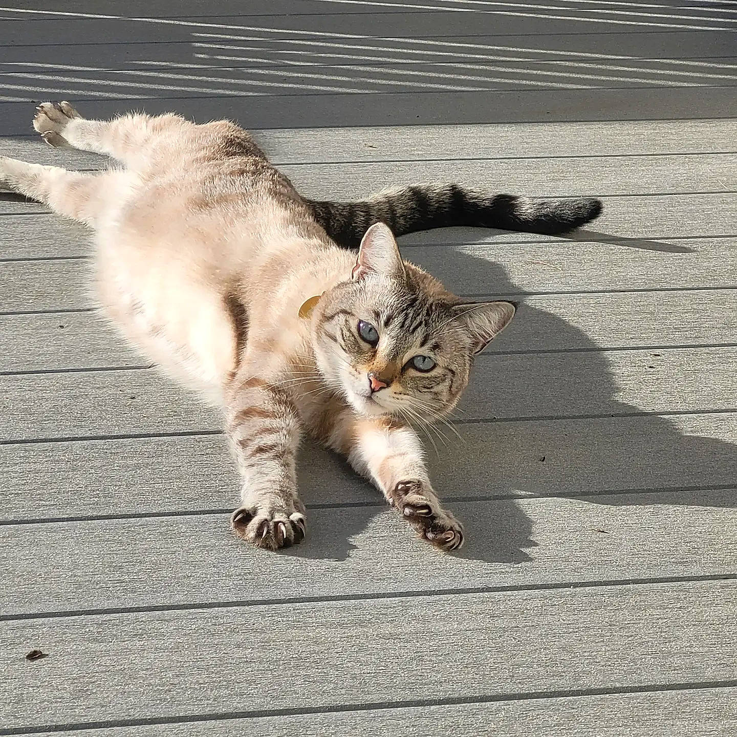 Haru is registered to the contest to win money with this photo: asphalt, carnivore, cat, claw, domestic_short_haired_cat, fawn, felidae, foot, fur, human_leg, paw, road, road_surface, sidewalk, small_to_medium_sized_cats, snout, tail, terrestrial_animal, whiskers, wood