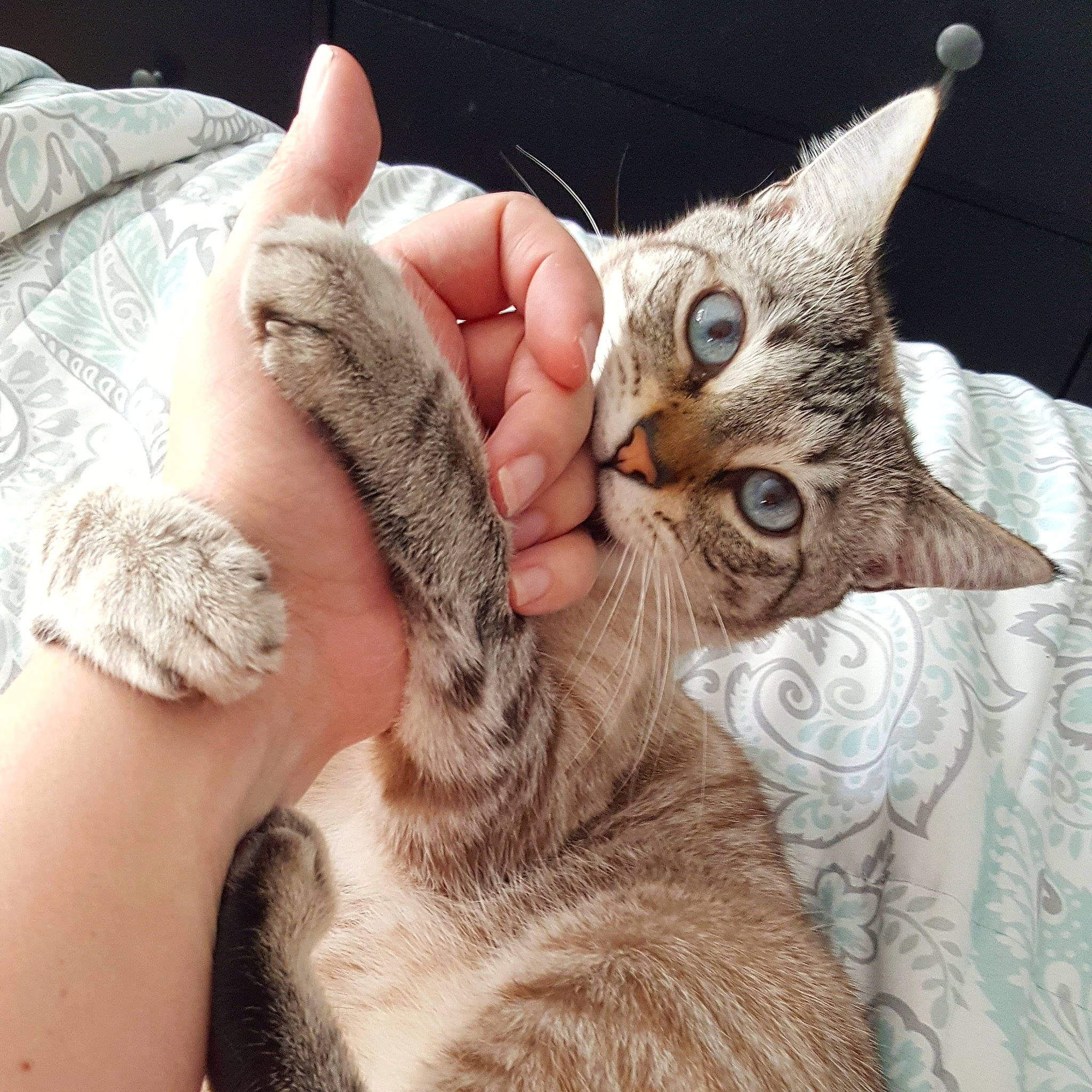 Haru joined the competition — help win amazing prizes! carnivore, cat, claw, comfort, domestic_short_haired_cat, ear, felidae, finger, fur, gesture, hand, nail, paw, small_to_medium_sized_cats, snout, tail, thumb, vertebrate, whiskers, wildlife_biologist