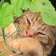 Sparky is registered to the contest to win money with this photo: cat, orange_tabby, leaf, greenery, nature, animal, pet, fur, whiskers, paw, outdoor, closeup, sleepy, hidden, cute, mammal, resting, plant, eyes, nose