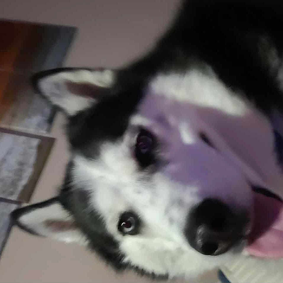 Blaze is registered to the contest to win money with this photo: animal, bodypart, canine, cat, collie, cream, dessert, dog, eskimodog, food, hound, husky, mouth, person, pet, puppy, snout, teeth, tongue, whitedog