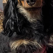 Bella joined the competition — help win amazing prizes! dog, long_hair, black_fur, brown_fur, blue_bow, pet, animal, portrait, close_up, fluffy_fur, hand, person_holding, outdoor, daylight, calm, cute, small_dog, face, ears, nose