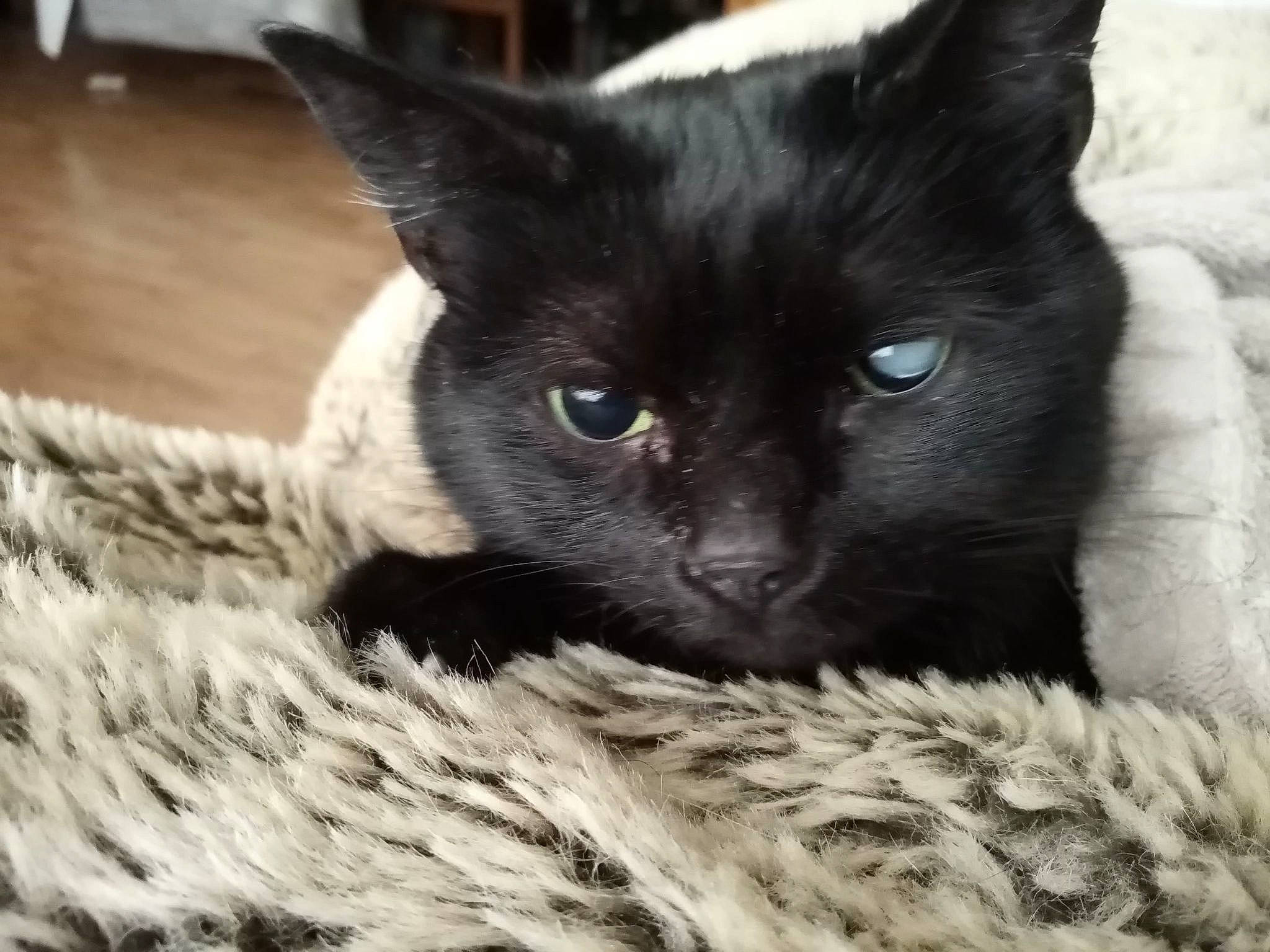 Drago a rejoint le concours — aidez-le/la à gagner de superbes lots ! black_cat, bombay, carnivore, cat, cat_supply, claw, comfort, domestic_short_haired_cat, eye, felidae, fur, grey, small_to_medium_sized_cats, snout, terrestrial_animal, whiskers