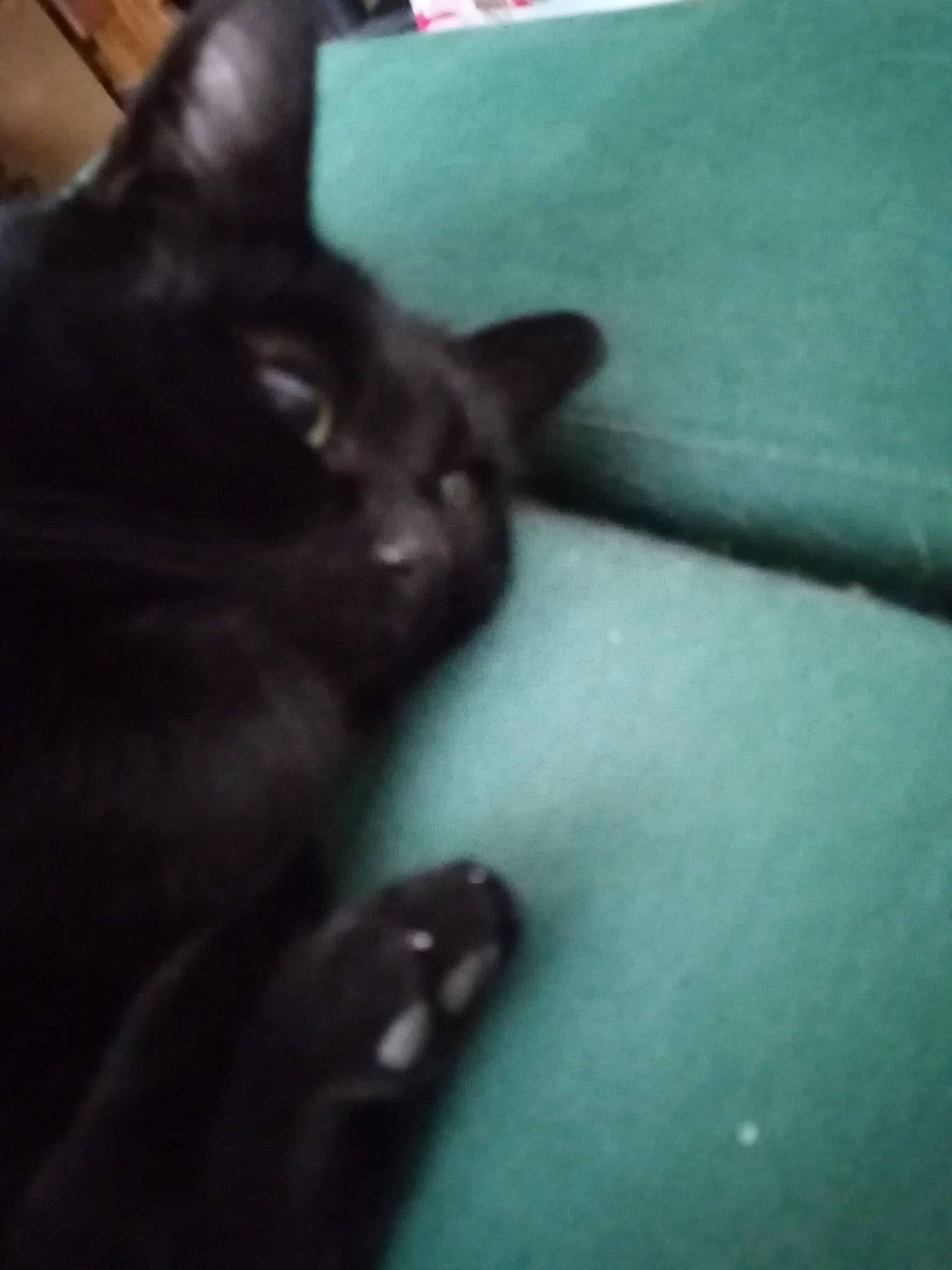 Drago participe au concours pour gagner de l'argent avec cette photo : black_cat, bombay, carnivore, cat, claw, cloud, domestic_short_haired_cat, felidae, foot, fur, grey, human_leg, paw, sky, small_to_medium_sized_cats, snout, tail, tints_and_shades, whiskers, window