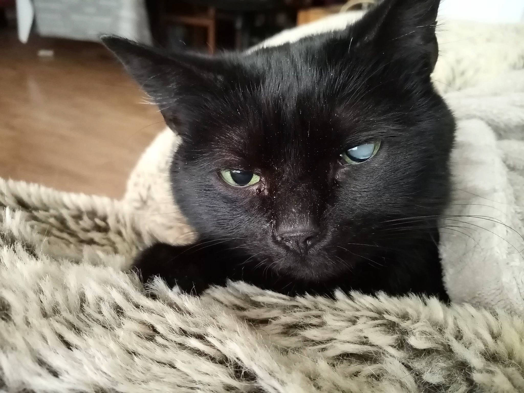 Drago participe au concours pour gagner de l'argent avec cette photo : black_cat, bombay, carnivore, cat, cat_supply, claw, comfort, domestic_short_haired_cat, felidae, fur, grey, mammal, monochrome, monochrome_photography, small_to_medium_sized_cats, snout, terrestrial_animal, whiskers