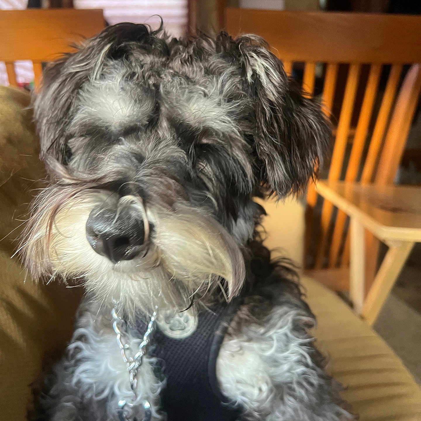 Shilo is registered to the contest to win money with this photo: dog, pet, indoor, couch, harness, leash, furniture, curly_fur, gray_fur, white_fur, chain, wooden_chair, cozy, home, sitting, close_up, animal, companion, resting, portrait